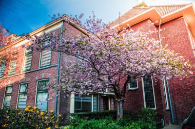 Binanın önündeki pembe çiçek ağacı.