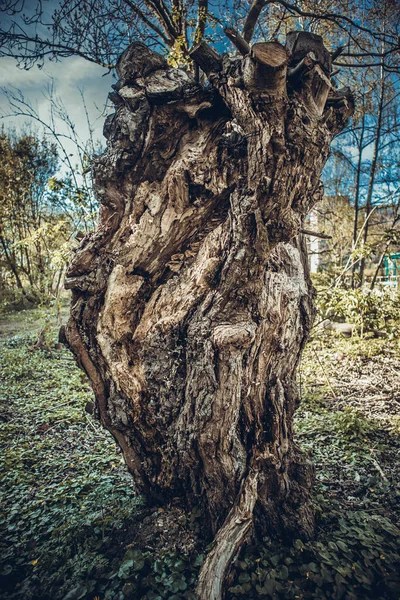 Árbol Cortado Bosque — Foto de Stock