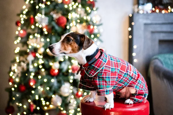 Dog Mirror Christmas Tree Terrier Jrt Lights — Stock Photo, Image