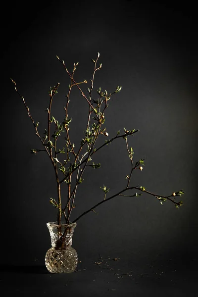 Art Noir Fond Couleur Branche Fleur Fleur Nature Naturelle Printemps — Photo