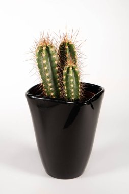 Sepet mumu, biblo, biblo. Çiçekler için saksı vazosundaki melek seramiği.