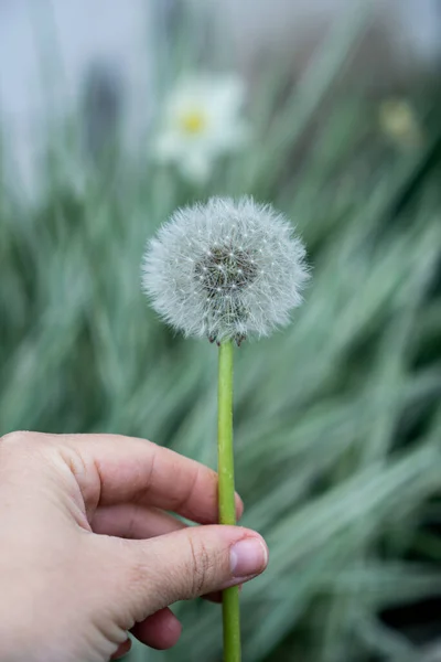緑の草の質感の背景 手にタンポポ クローバーの植物 — ストック写真