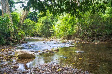 Arka plan resmi, ağaç ve su kayalık yol o akar