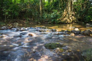 Arka plan resmi, ağaç ve su kayalık yol o akar