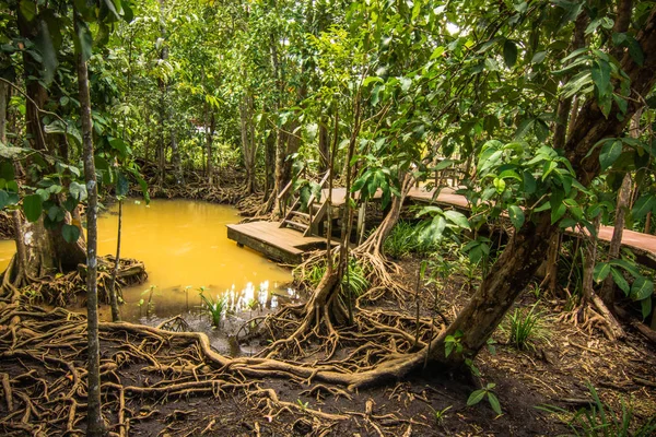 Tha Pom Klong Song Nam Mangrove forest conservation and tourist Royalty Free Stock Images