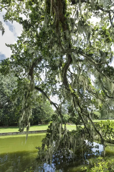 Middleton Place plantation, Charleston, Carolina del Sur, EE.UU. — Foto de Stock