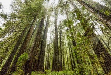 Redwoods California