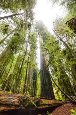 Redwoods California