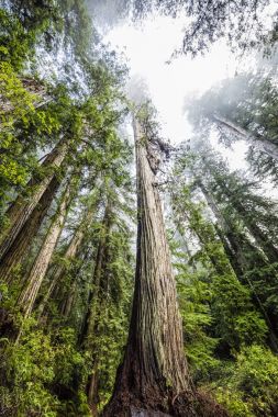 Redwoods California