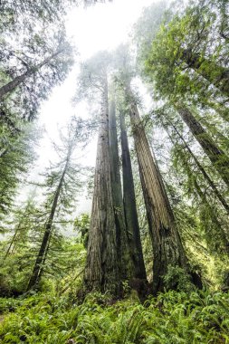 Redwoods California