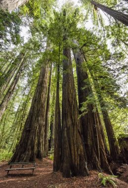 Redwoods California