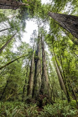 Redwoods California