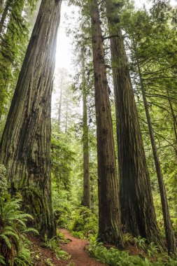 Redwoods California