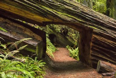 Redwoods California