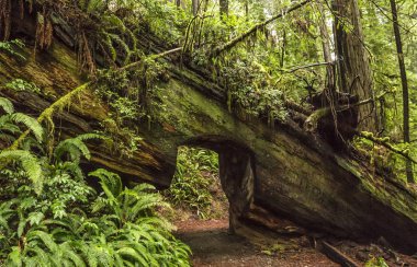 Redwoods California