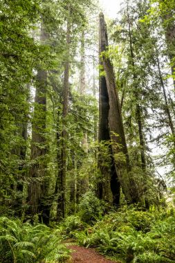 Redwoods California clipart