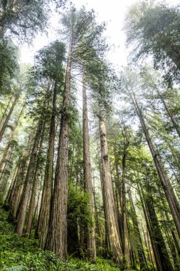 Redwoods California