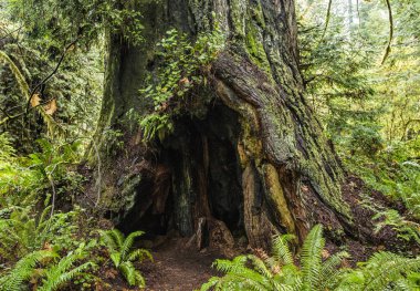 Redwoods California clipart