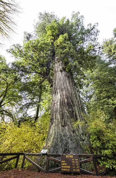 California Redwoods — Stockfoto