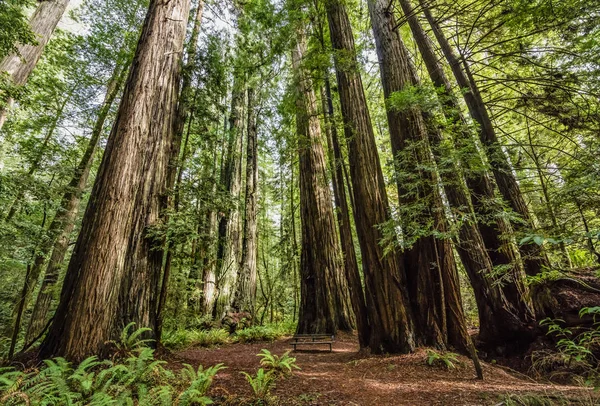 Sequoie California — Foto Stock