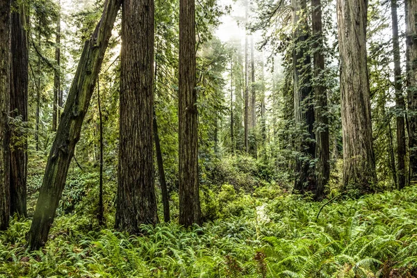 Redwoods Καλιφόρνια — Φωτογραφία Αρχείου