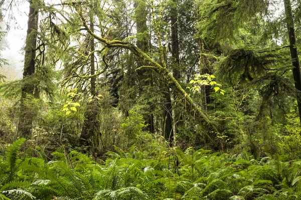 Redwoods California Stock Image