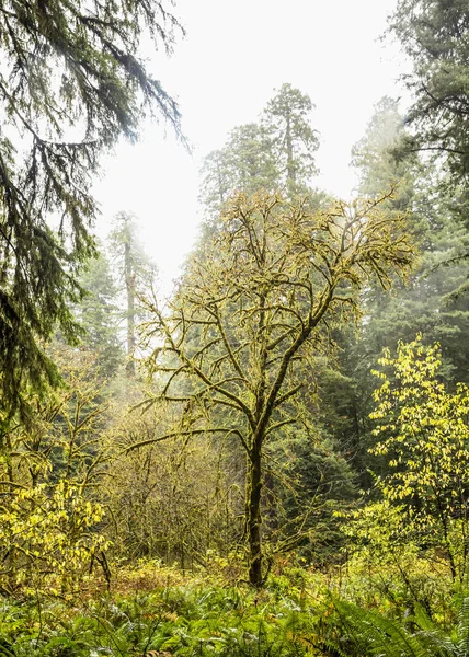 Redwoods California Royalty Free Stock Photos