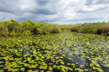 Everglades florida