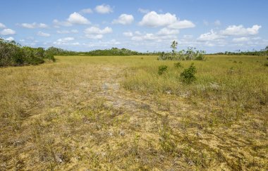 Everglades florida
