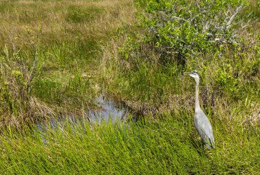 Everglades florida