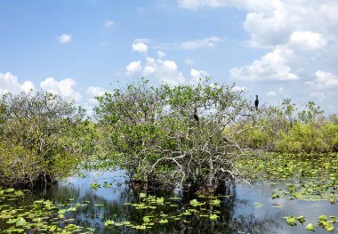 Everglades florida
