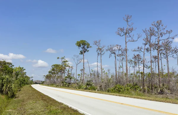 Everglades florida — Foto de Stock