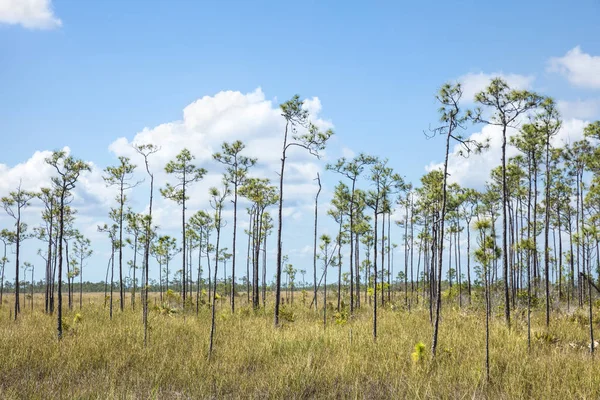 Everglades florida — Foto de Stock