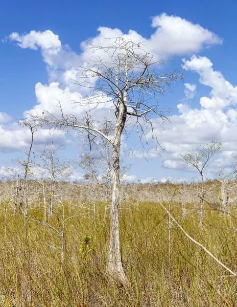 Immerlichter, florida — Stockfoto