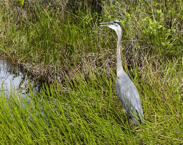 Immerlichter, florida — Stockfoto