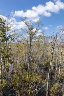 Everglades florida