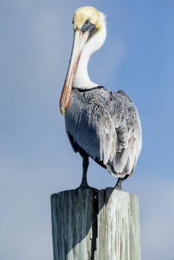 Everglades, Florida clipart