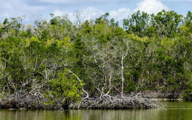 On bin Adaları, Everglades Florida