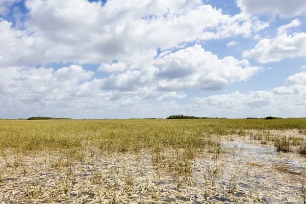 Everglades florida — Foto de Stock