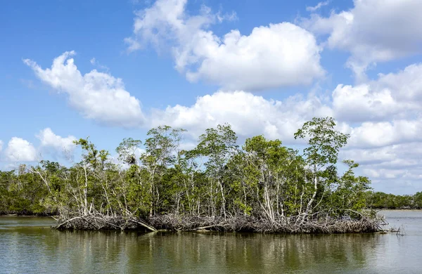 Diecimila isole, Everglades, Florida — Foto Stock