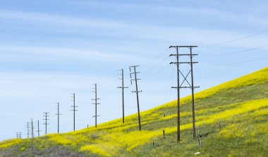 Santa Barbara County, California sarı kır çiçekleri alan