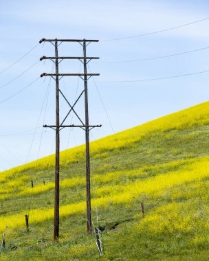 Santa Barbara County, California sarı kır çiçekleri alan