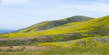 Yellow wildflowers carpet the hills during Spring in Santa Barbara county, California clipart
