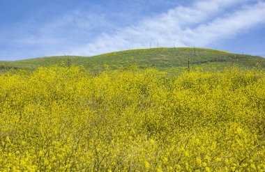 Santa Barbara County, California sarı kır çiçekleri alan