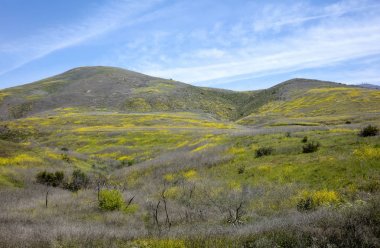Sarı çiçekler tepeler bahar döneminde Santa Barbara county California halı