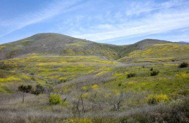 Yellow wildflowers carpet the hills during Spring in Santa Barbara county, California clipart