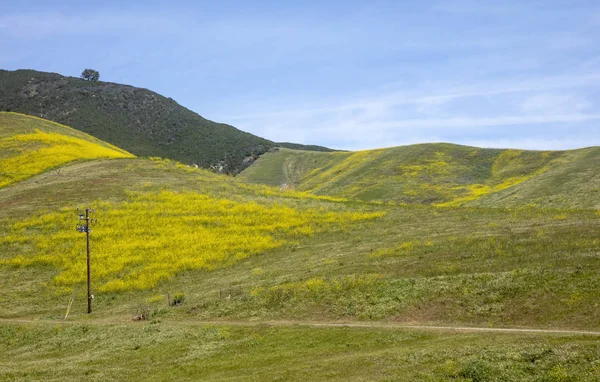 Fiori Gialli Tappeto Colline Durante Primavera Nella Contea Santa Barbara — Foto Stock