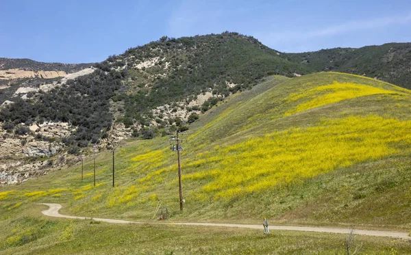 Żółte Kwiaty Dywan Wzgórza Wiosną Santa Barbara County California — Zdjęcie stockowe