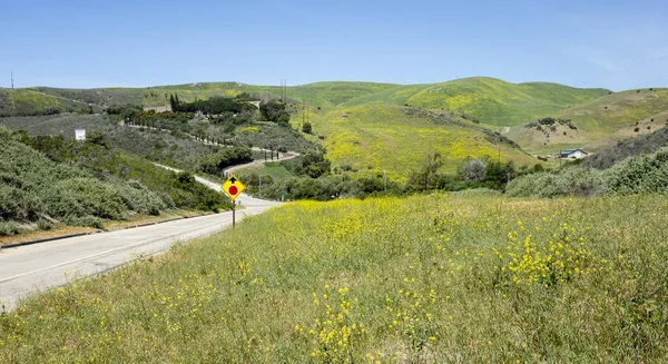 Yellow Wildflowers Carpet Hills Spring Santa Barbara County California — Stock Photo, Image