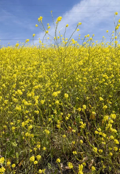 Field Yellow Wildflowers Santa Barbara County California — Stock Photo, Image